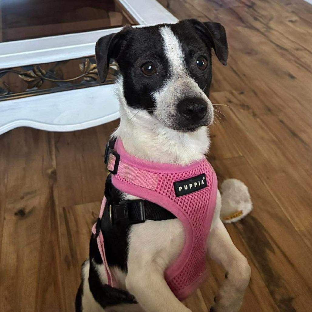 Bubble Gum, a Adoptable mixed breed in Tampa, FL image 6/6