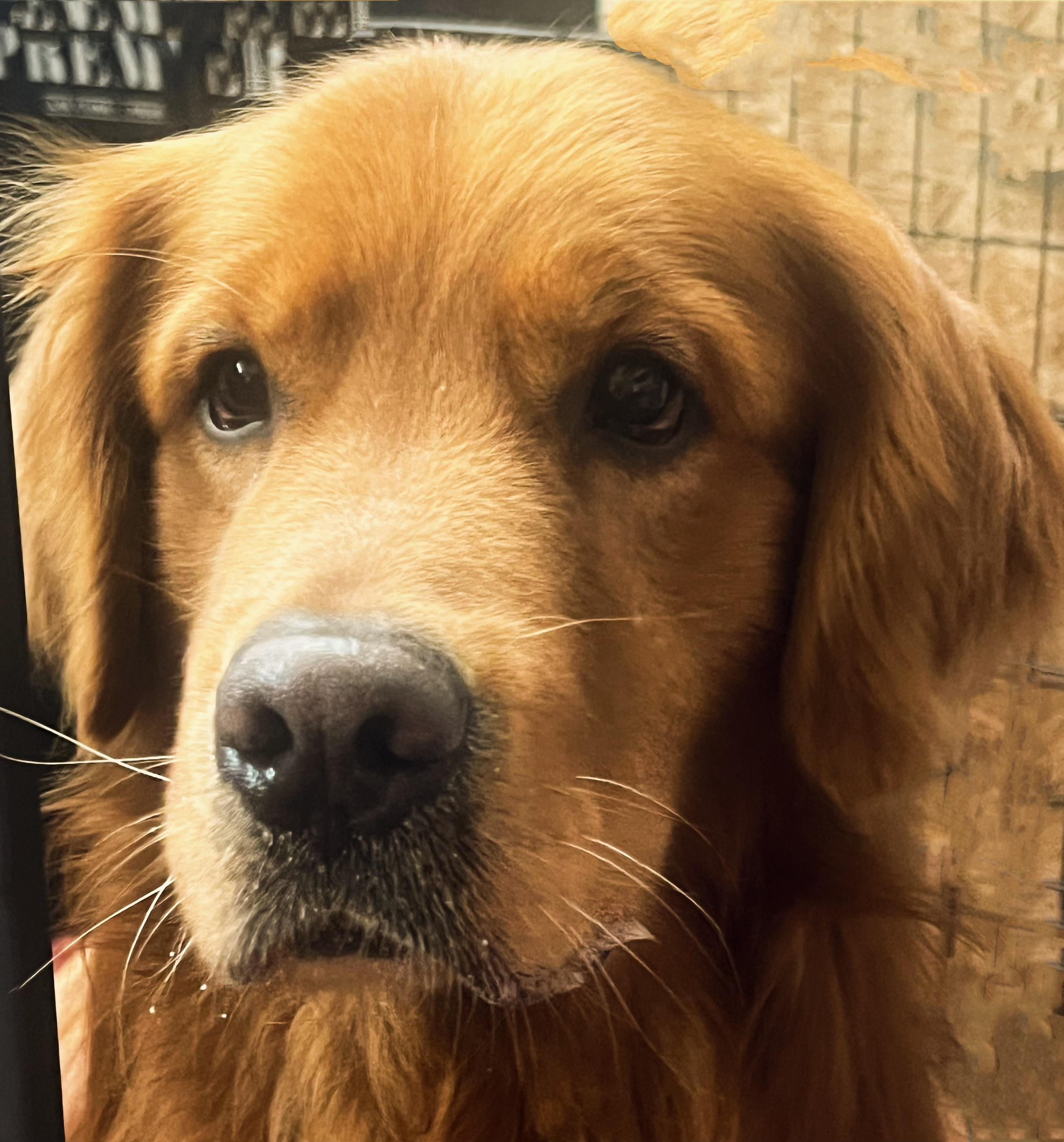 Enlarge Stevie, a ADOPTABLE Golden Retriever in West Hollywood, CA image 4/5