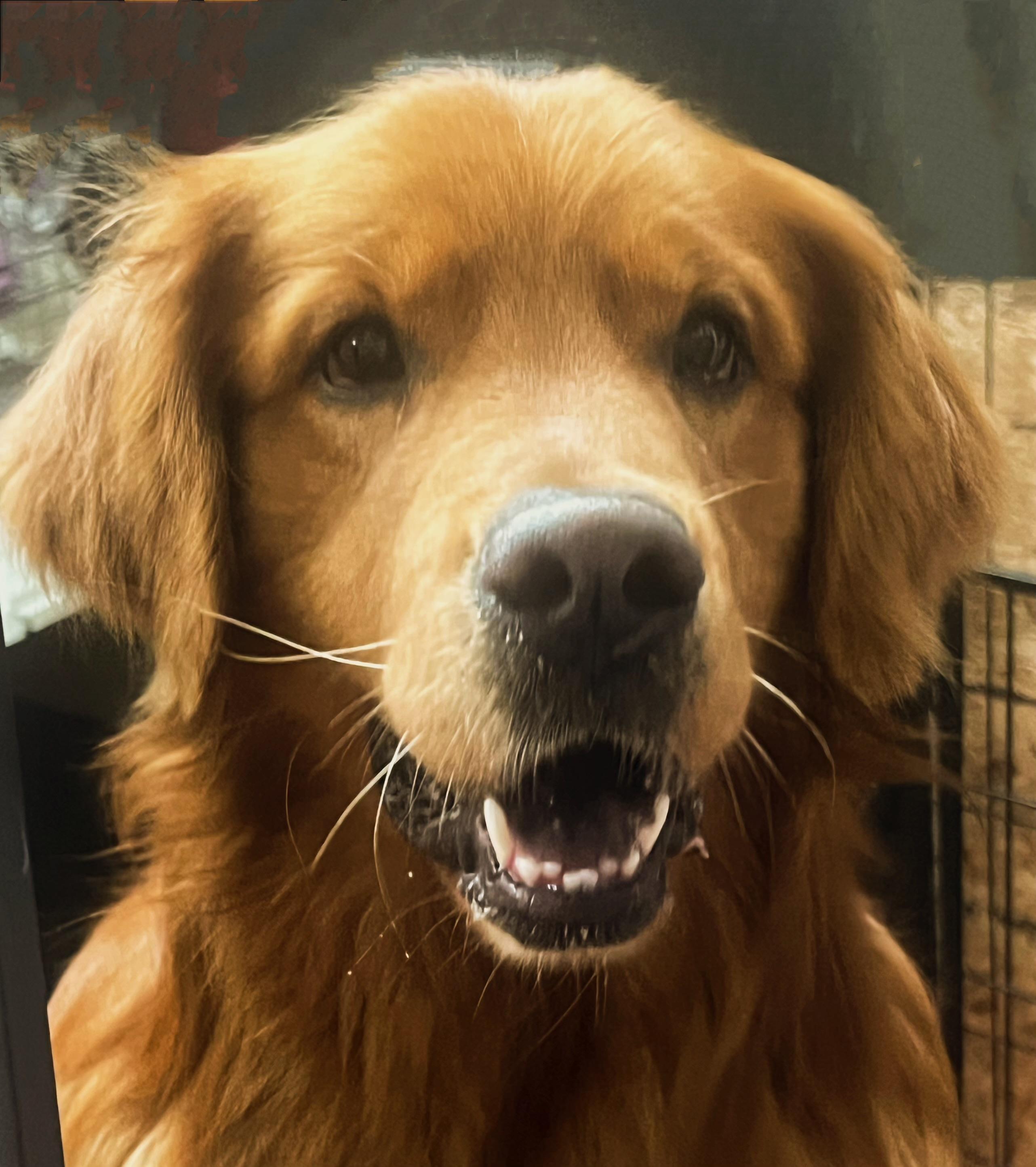 Enlarge Stevie, a ADOPTABLE Golden Retriever in West Hollywood, CA image 3/5