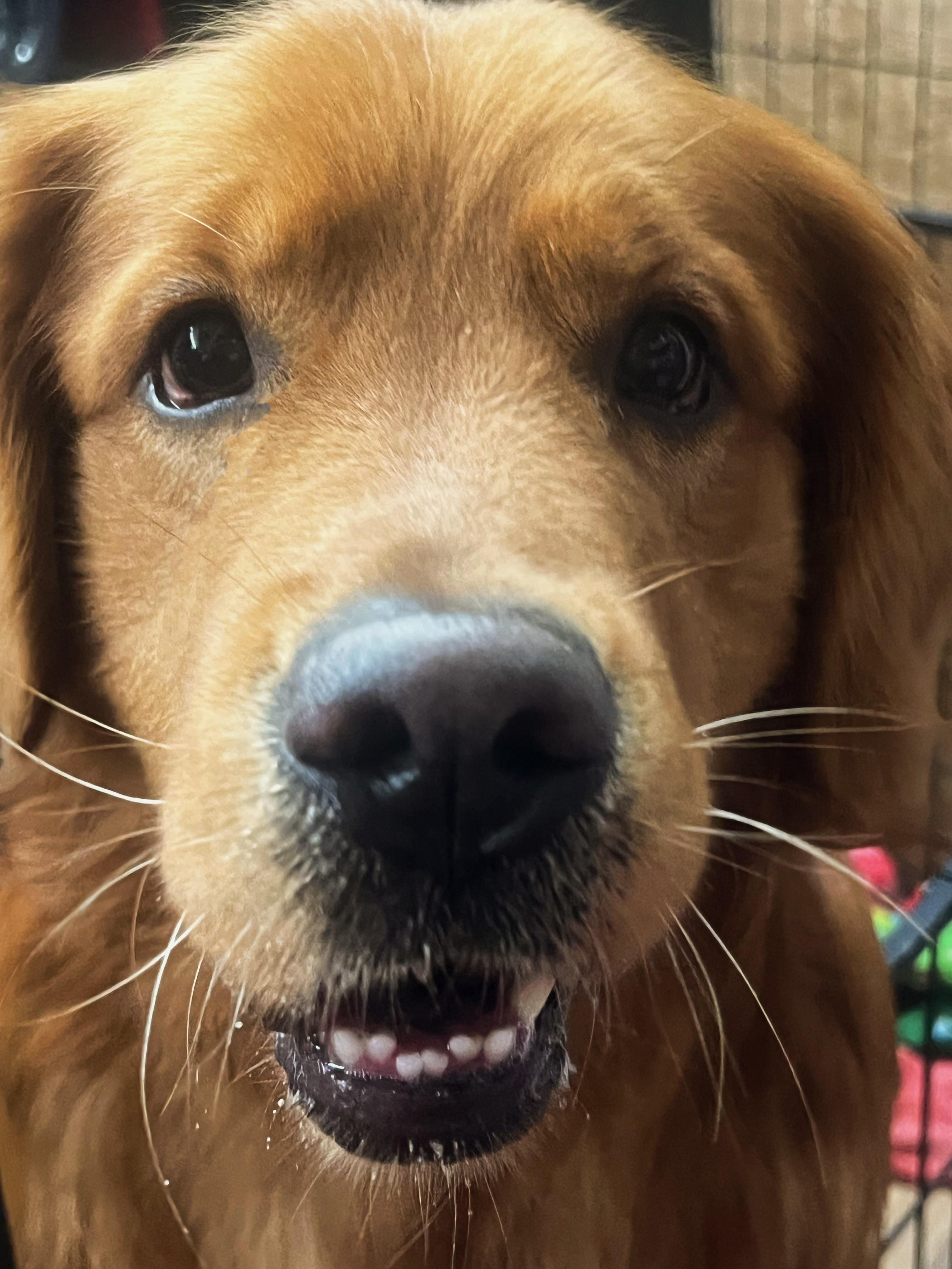 Enlarge Stevie, a ADOPTABLE Golden Retriever in West Hollywood, CA image 5/5