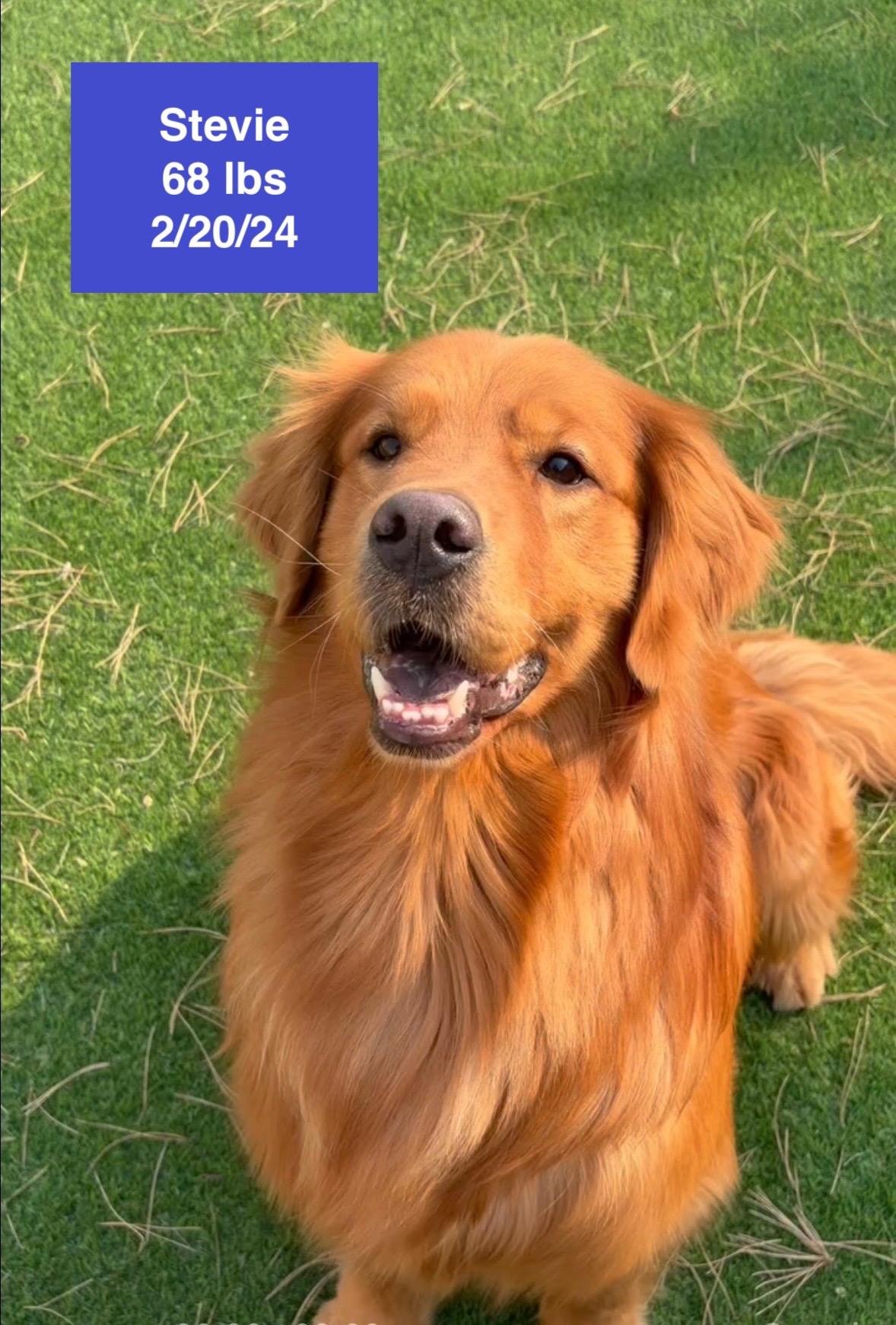 Enlarge Stevie, a ADOPTABLE Golden Retriever in West Hollywood, CA image 1/5