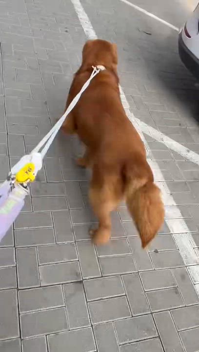 Enlarge Stevie, a ADOPTABLE Golden Retriever in West Hollywood, CA video 2/5