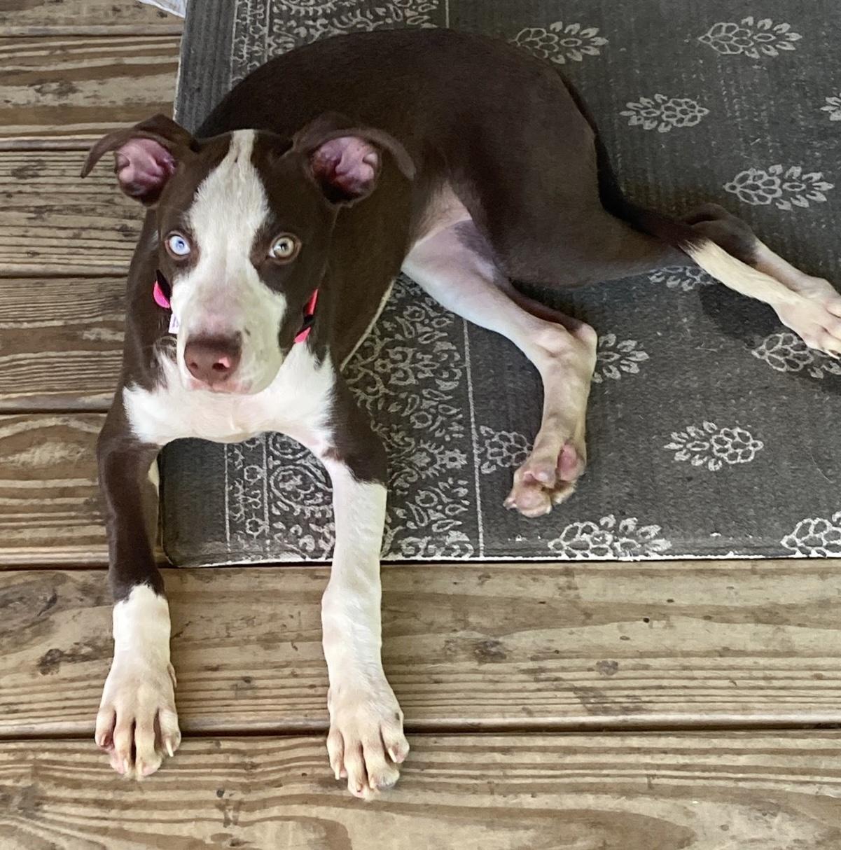 Pop Tart, Adopted, Young Female Husky & Pit Bull Terrier.