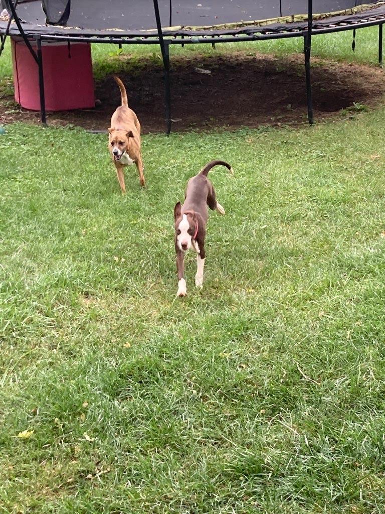 Pop Tart, a Adopted mixed breed in Wheaton, IL image 6/6
