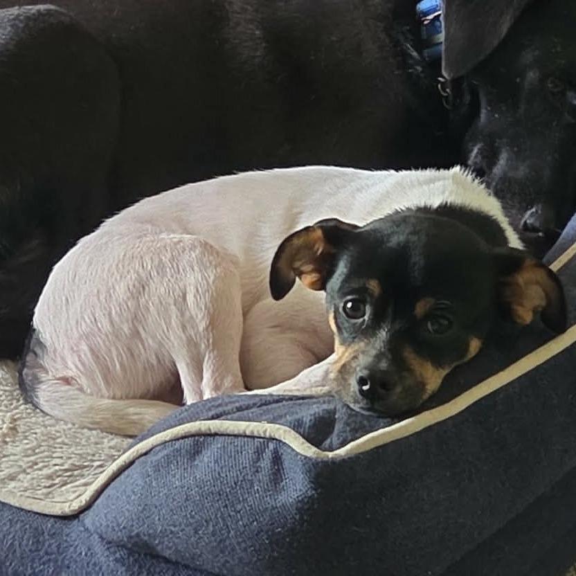 Howl, Adoptable, Young Male Chihuahua.