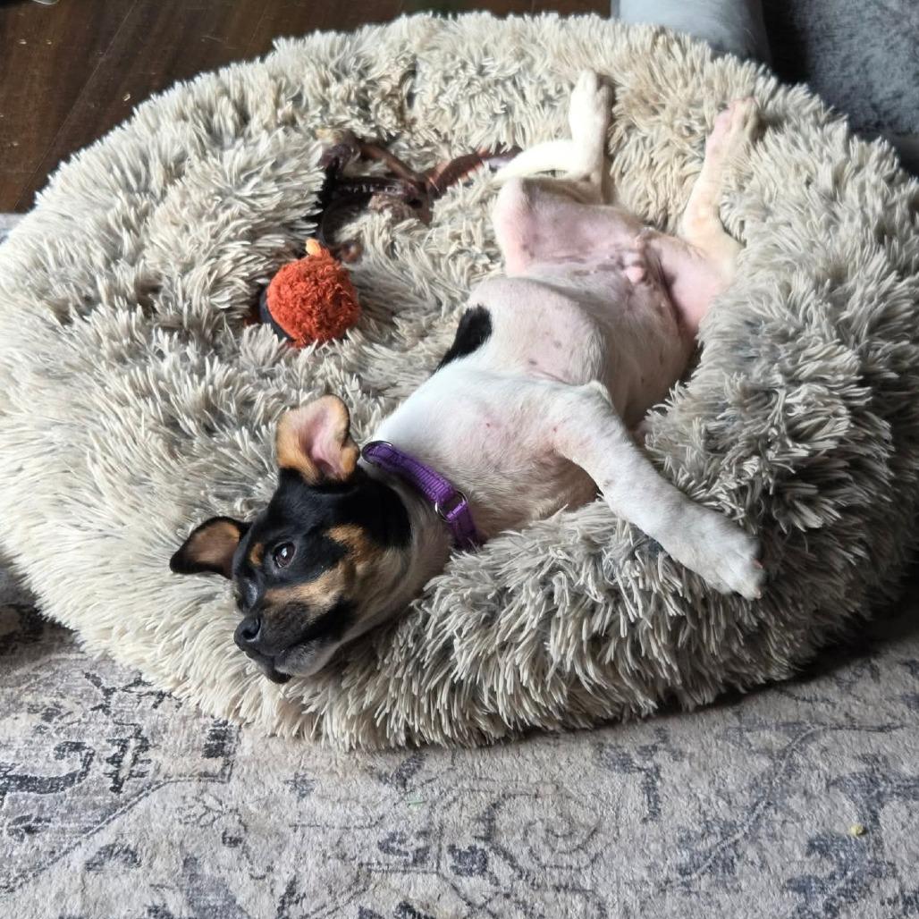 Howl, a Adoptable Chihuahua in Jackson, MO image 2/6