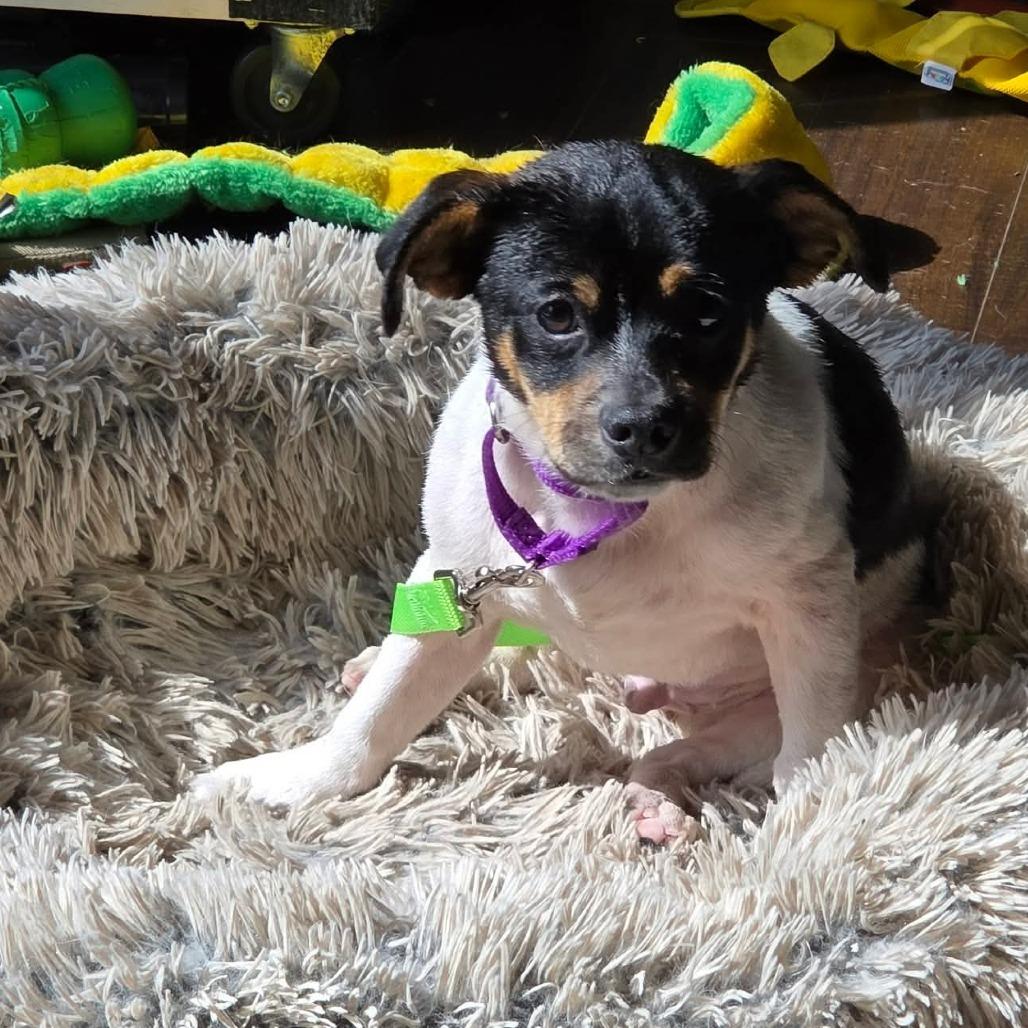 Howl, a Adoptable Chihuahua in Jackson, MO image 3/6