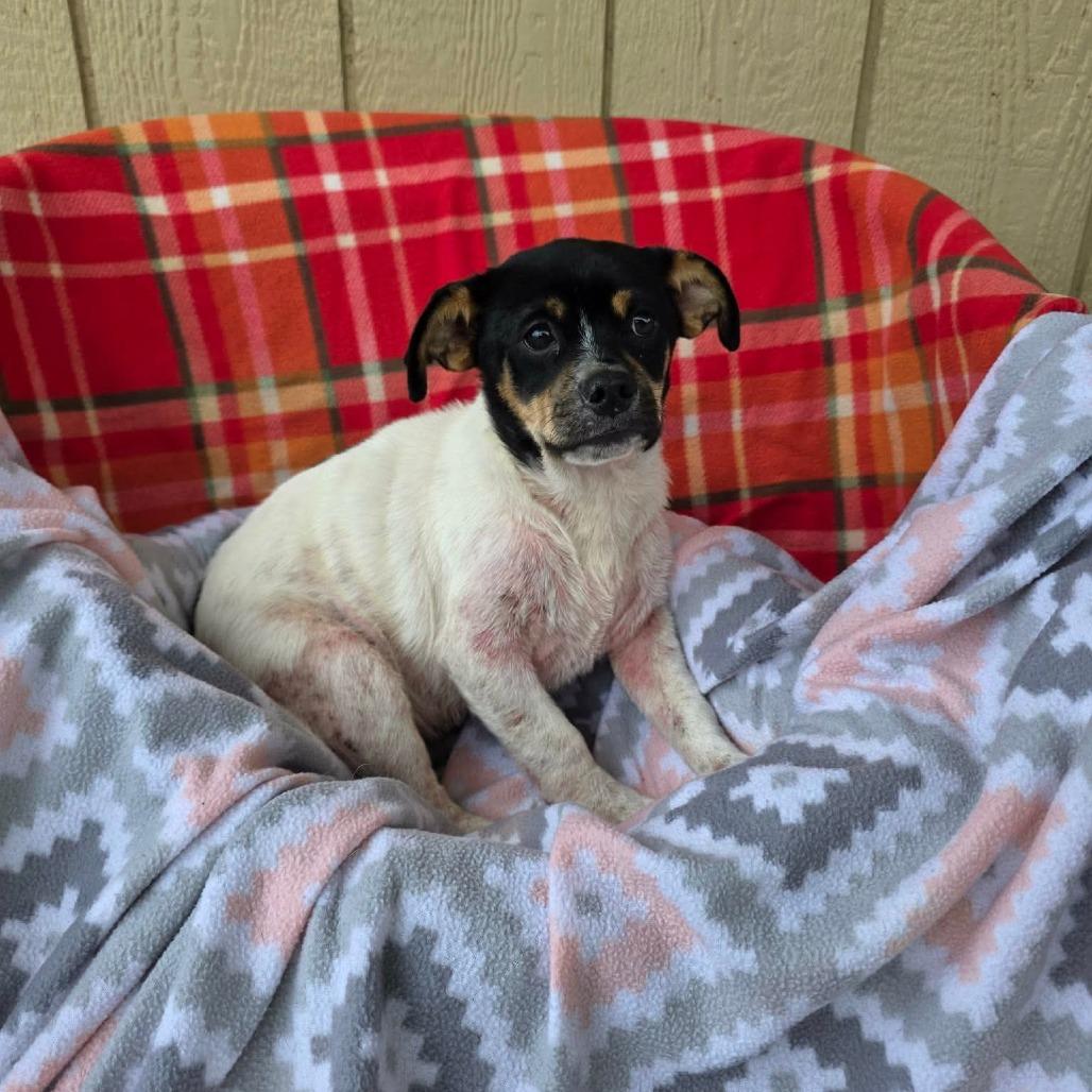 Enlarge Howl, a Adoptable Chihuahua in Jackson, MO image 1/3