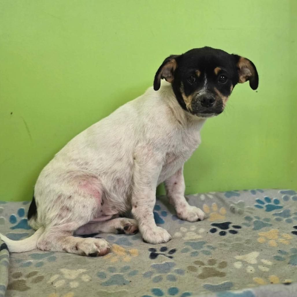 Enlarge Howl, a Adoptable Chihuahua in Jackson, MO image 2/3