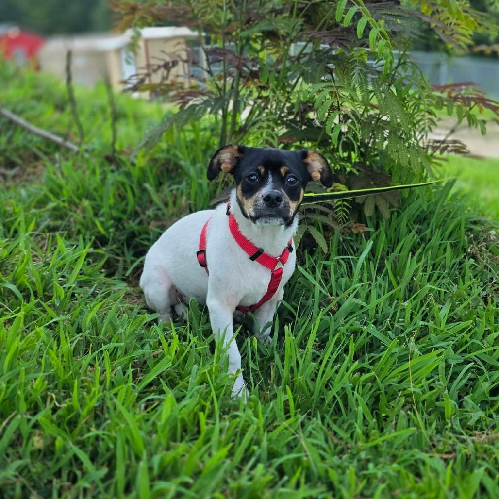 Howl, a Adoptable Chihuahua in Jackson, MO image 6/6