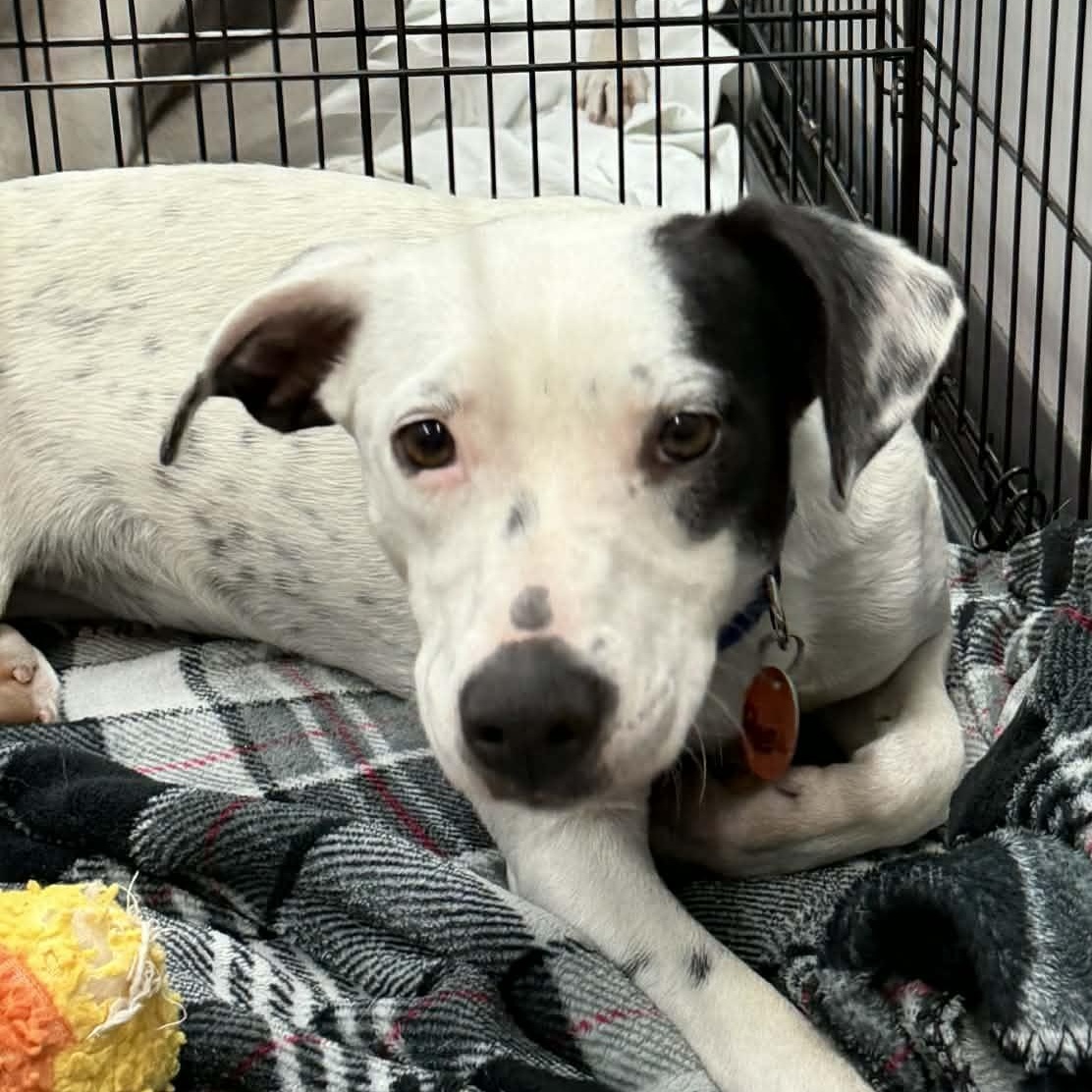 Enlarge Remi, a Adoptable mixed breed in Parma, OH image 1/1