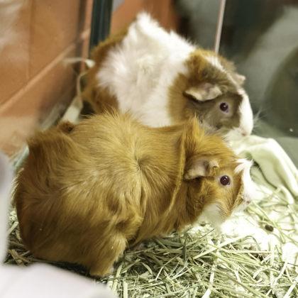 Tangelo, a Adoptable Guinea Pig in Madison, WI image 1/3