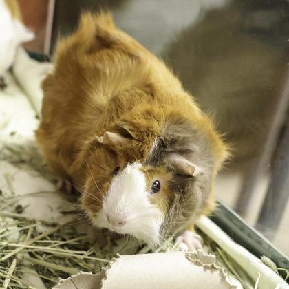 Tangelo, a Adoptable Guinea Pig in Madison, WI image 2/3