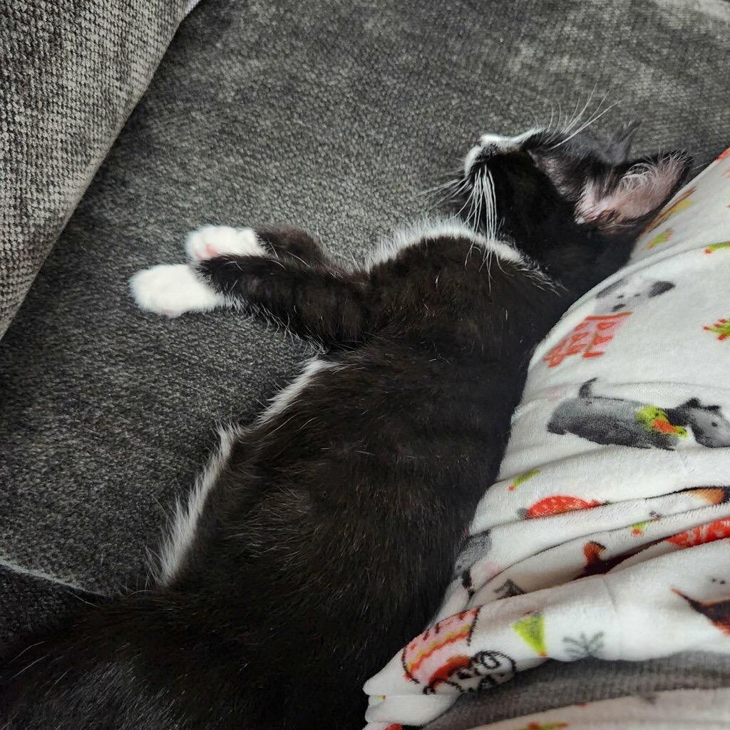 Joy, Adoptable, Kitten Female Domestic Short Hair.