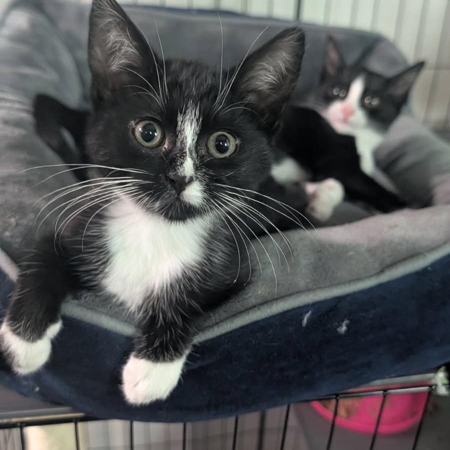 Joy, a Adoptable Domestic Short Hair in Tustin, CA image 4/4