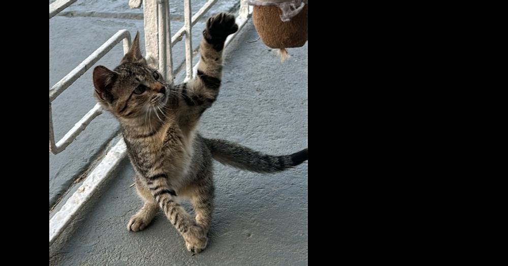 Enlarge Mocha, a Adopted Domestic Short Hair in Naranjito, PR image 1/1