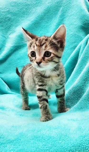 Kittens, Adopted, Kitten Male Domestic Short Hair.
