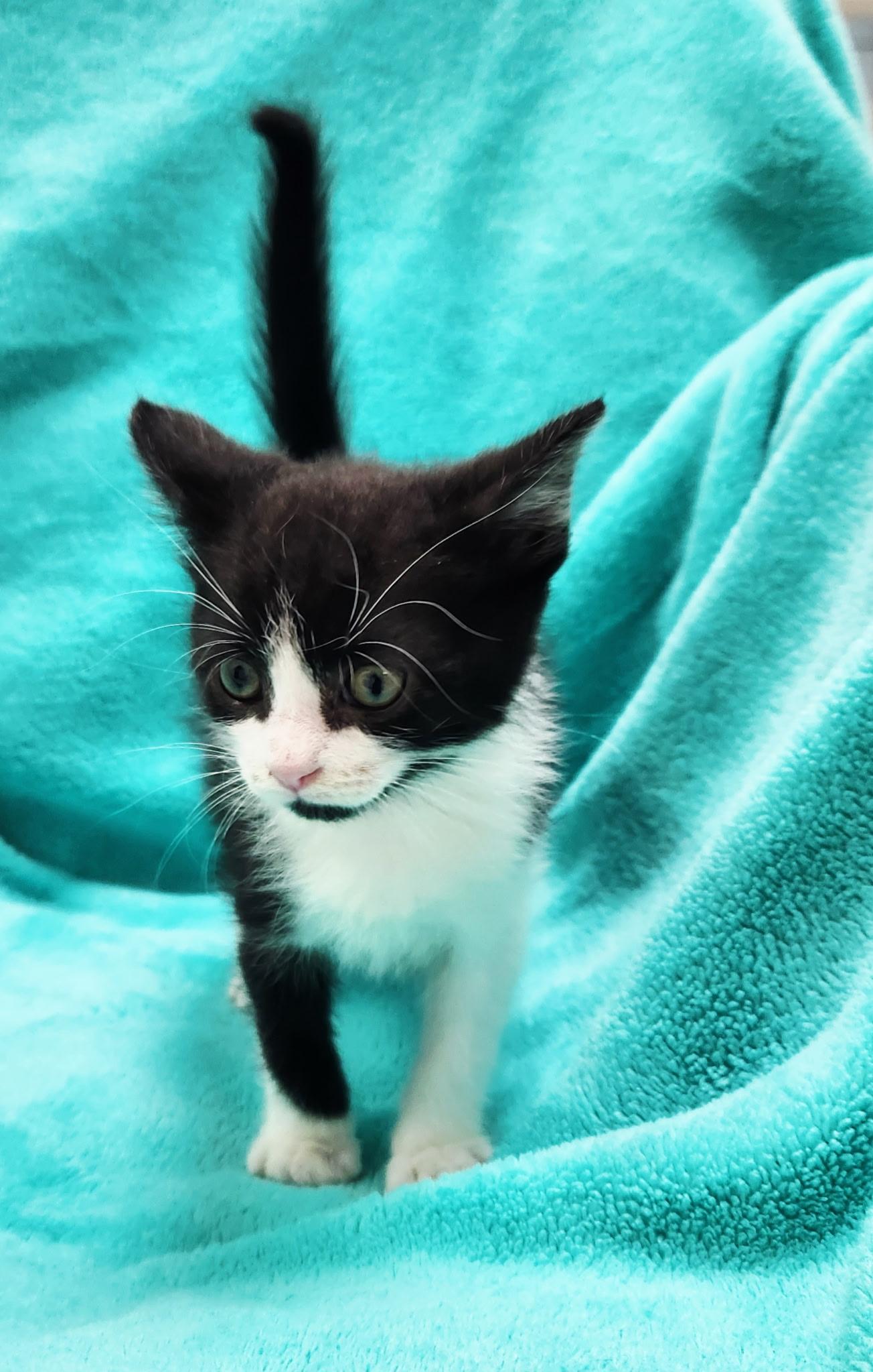 Kittens, a Adopted Domestic Short Hair in Findlay, OH image 3/4