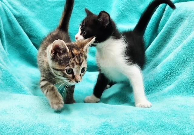 Kittens, a Adopted Domestic Short Hair in Findlay, OH image 4/4