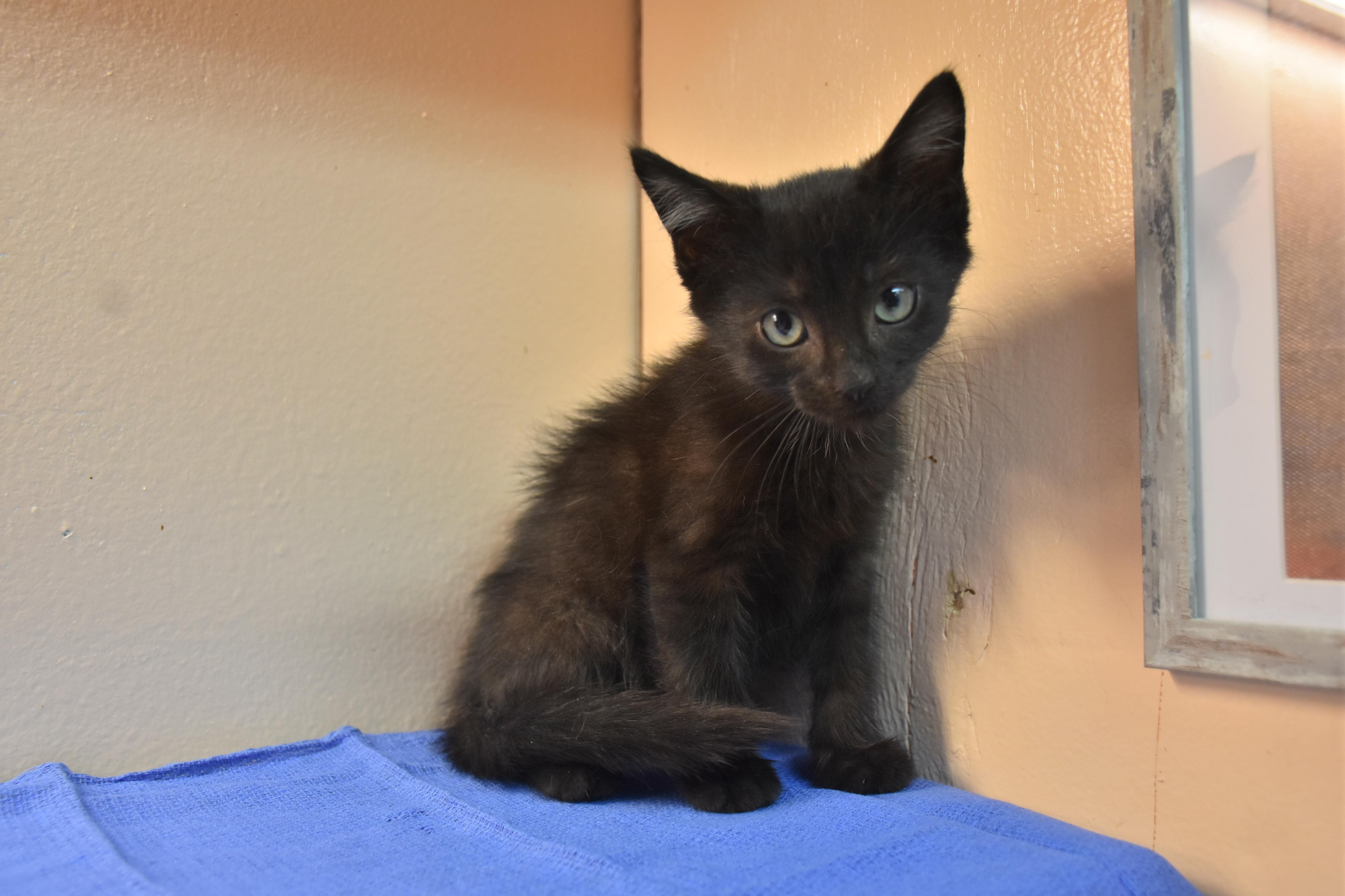 Jim, Adoptable, Kitten Male Domestic Short Hair.
