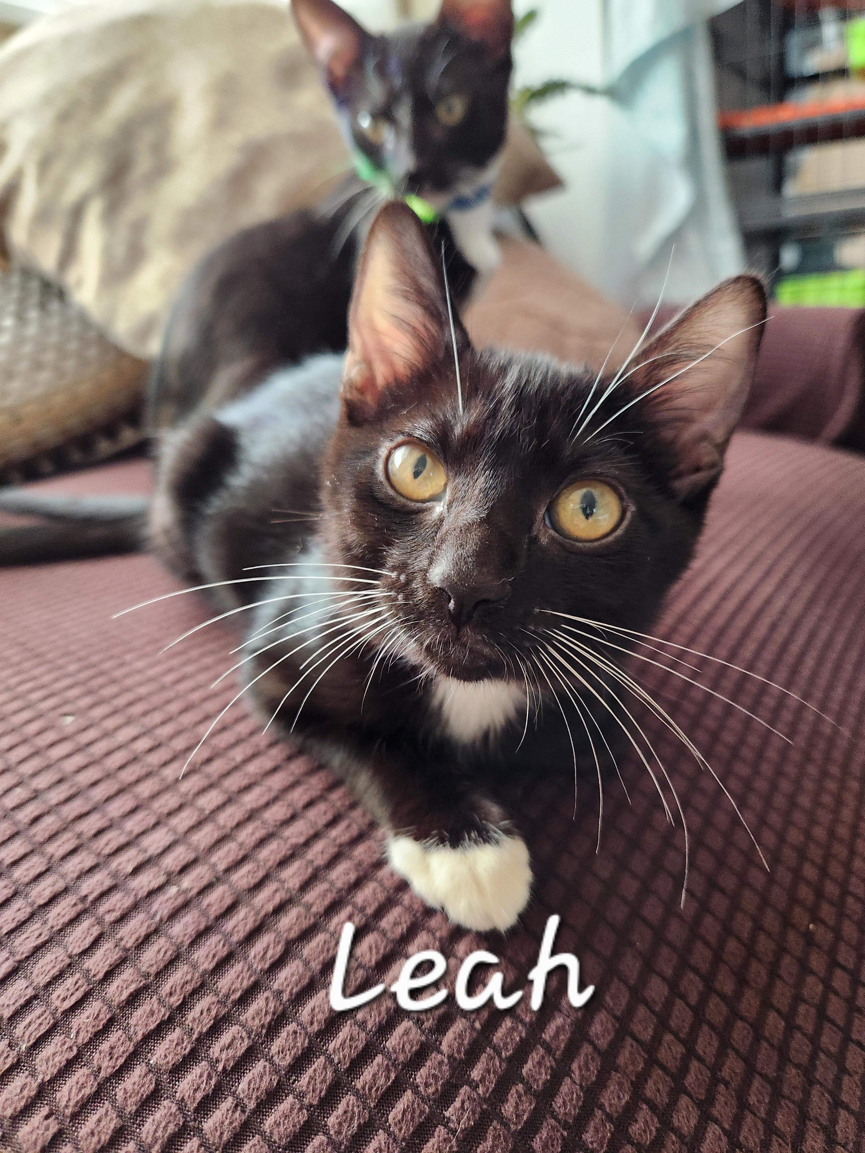 Leah, ADOPTABLE, Kitten Female Domestic Short Hair.