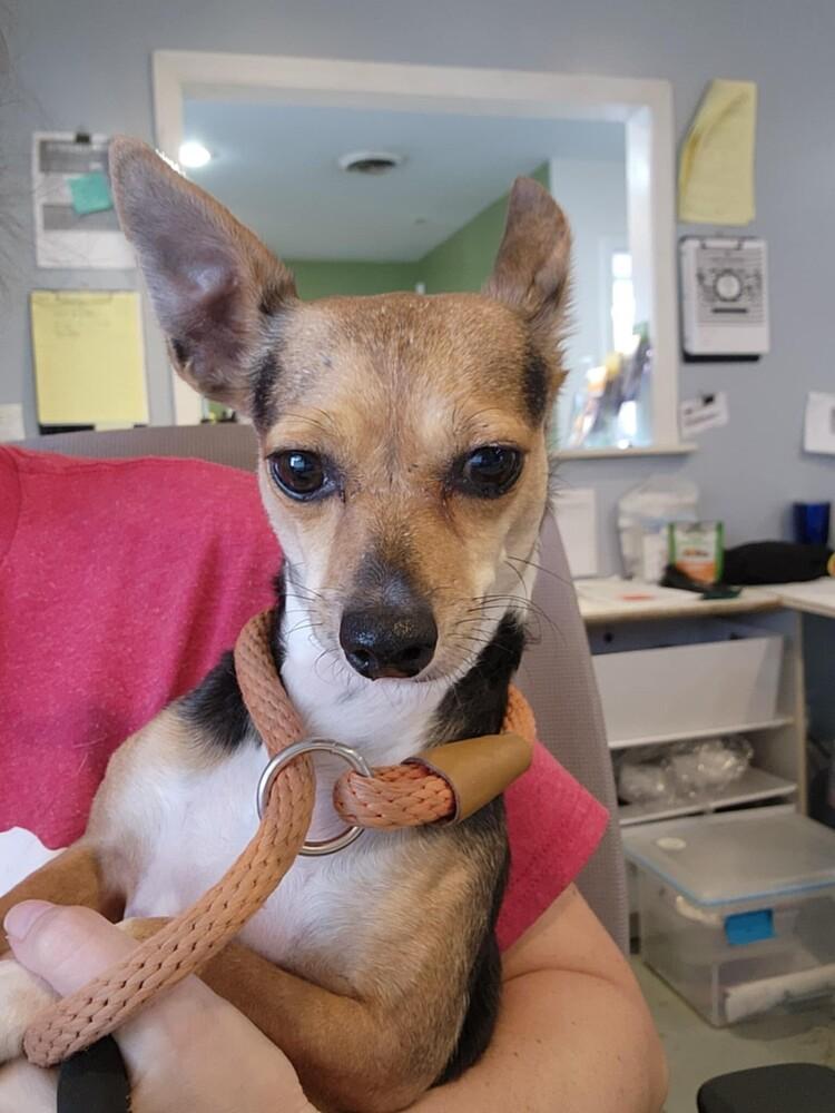 Enlarge Yeti, a Adoptable Rat Terrier in Waterloo, IL image 1/3