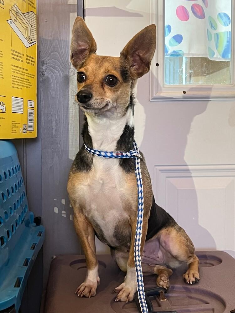 Enlarge Yeti, a Adoptable Rat Terrier in Waterloo, IL image 2/3