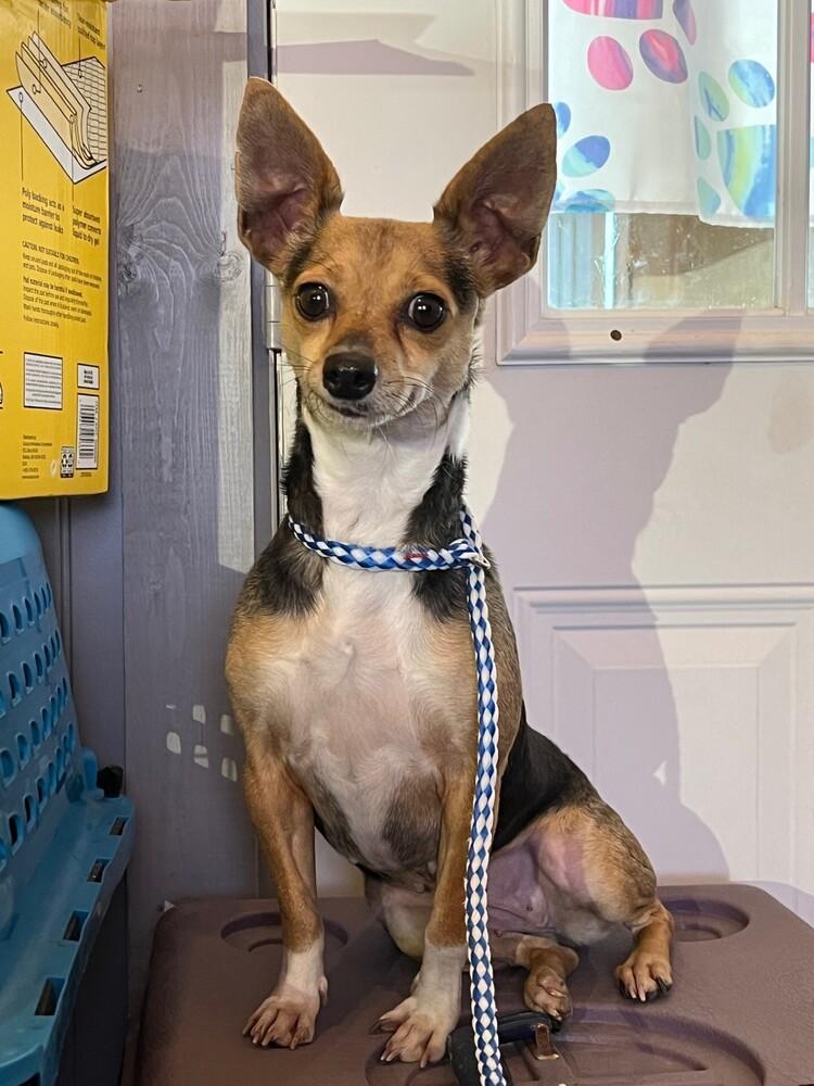 Enlarge Yeti, a Adoptable Rat Terrier in Waterloo, IL image 3/3