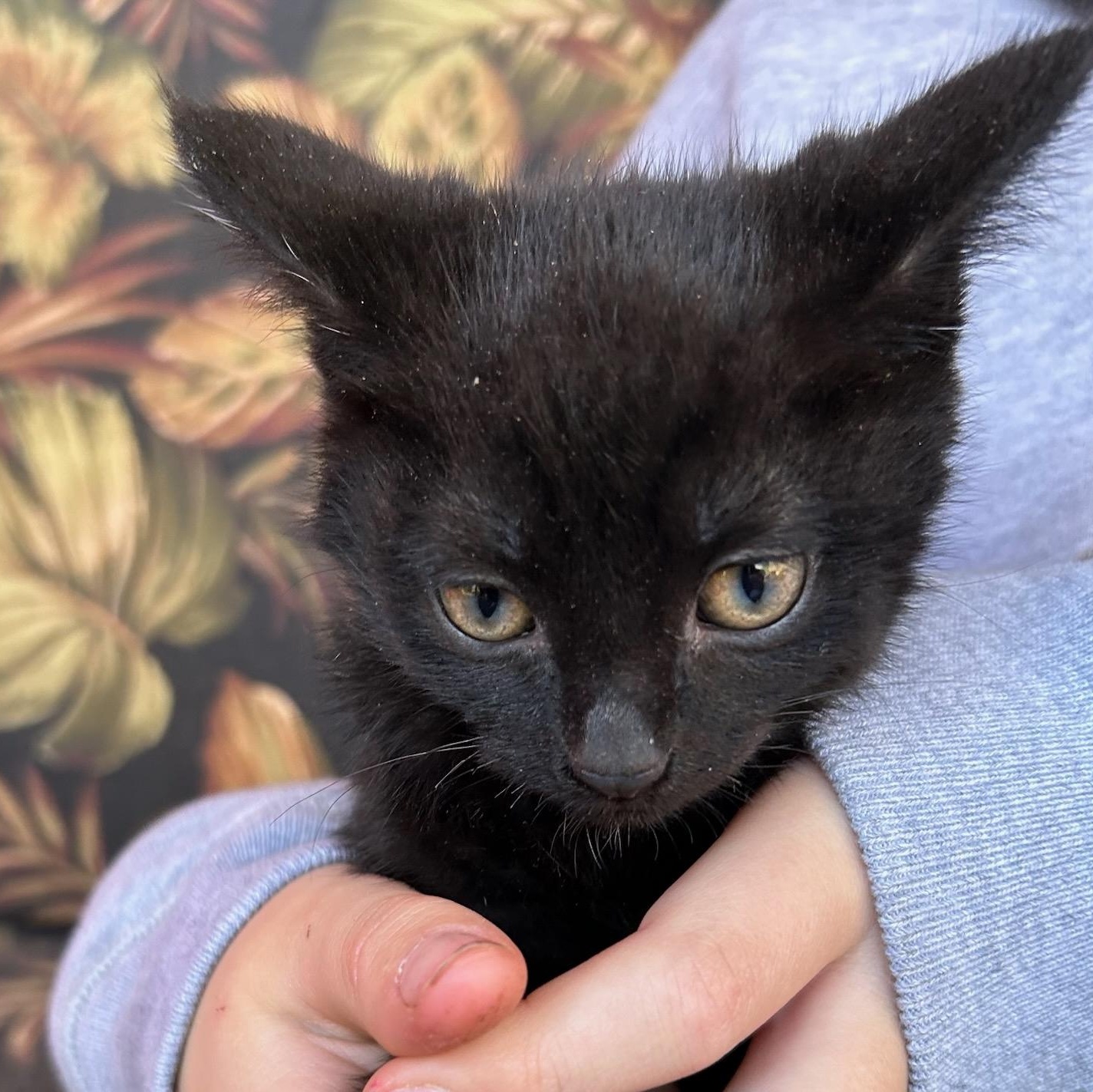 Kevin, Adoptable, Kitten Male American Shorthair.