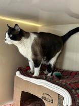 Bodie, an adoptable Siamese in Hamilton, MT, 59840 | Photo Image 1