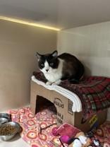 Bodie, an adoptable Siamese in Hamilton, MT, 59840 | Photo Image 2