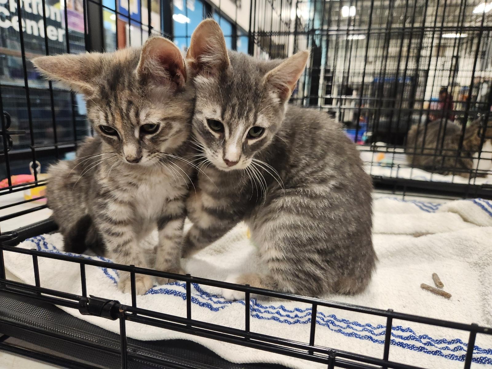 Luna, adopted, Kitten Female Domestic Short Hair.