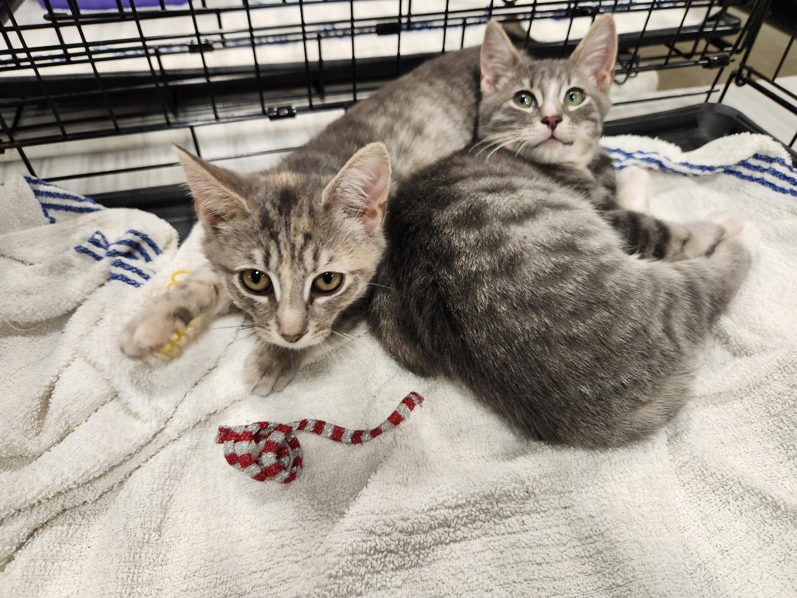 Enlarge Luna, an adopted Domestic Short Hair in Watchung, NJ image 3/3