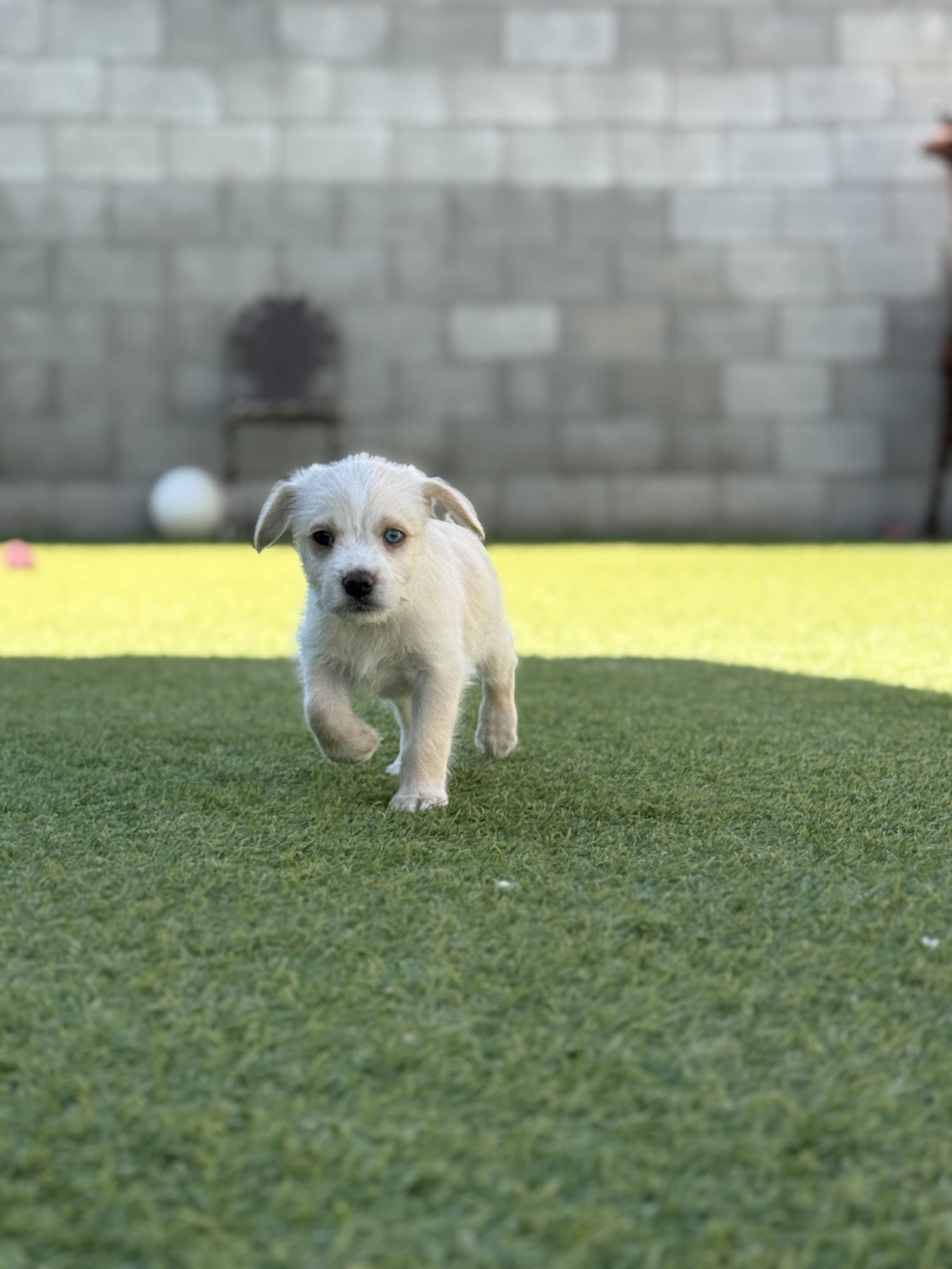 Enlarge Everest, a Adopted mixed breed in Phoenix, AZ image 1/1