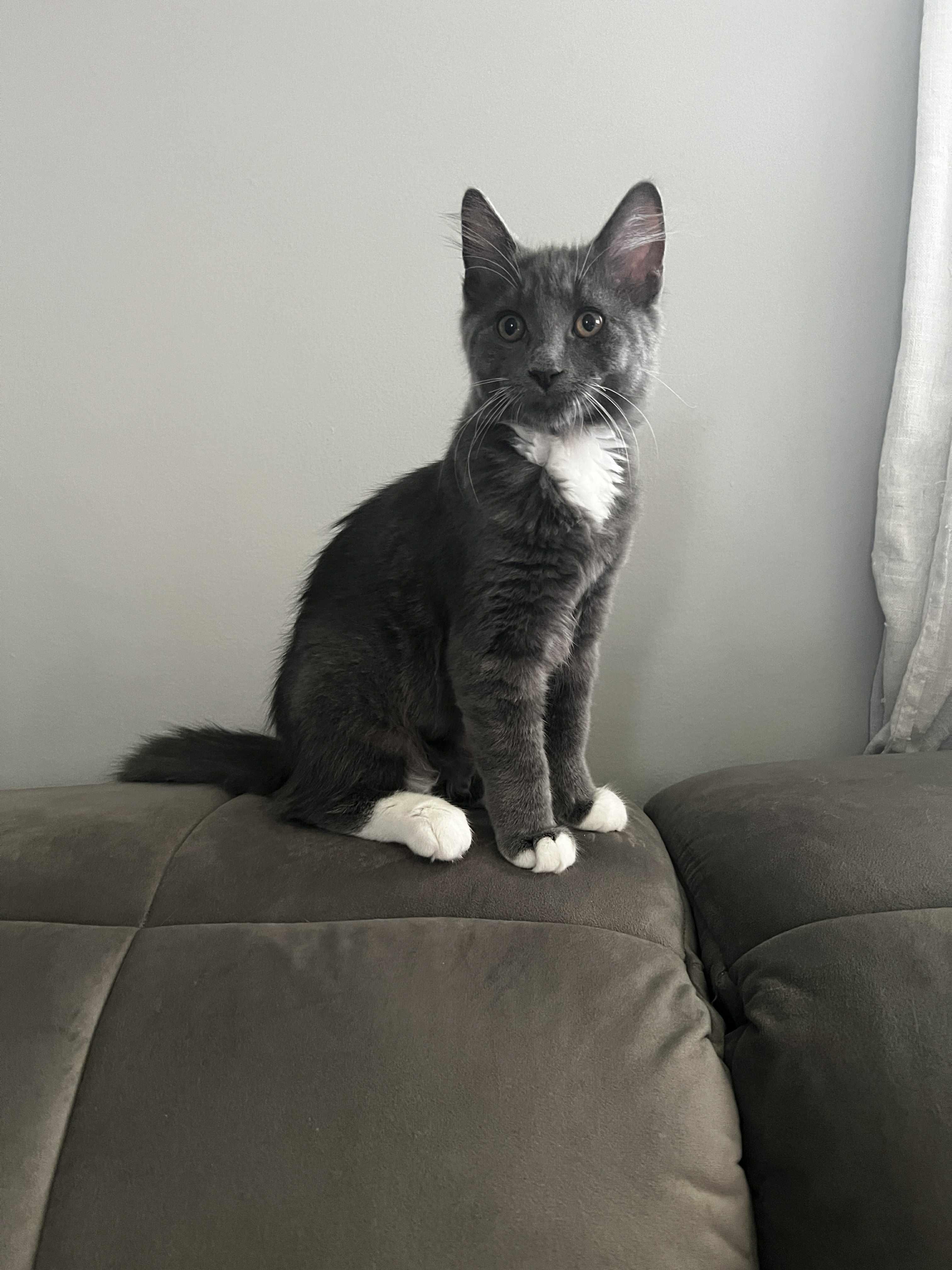 Gob, Adopted, Young Male Domestic Short Hair.