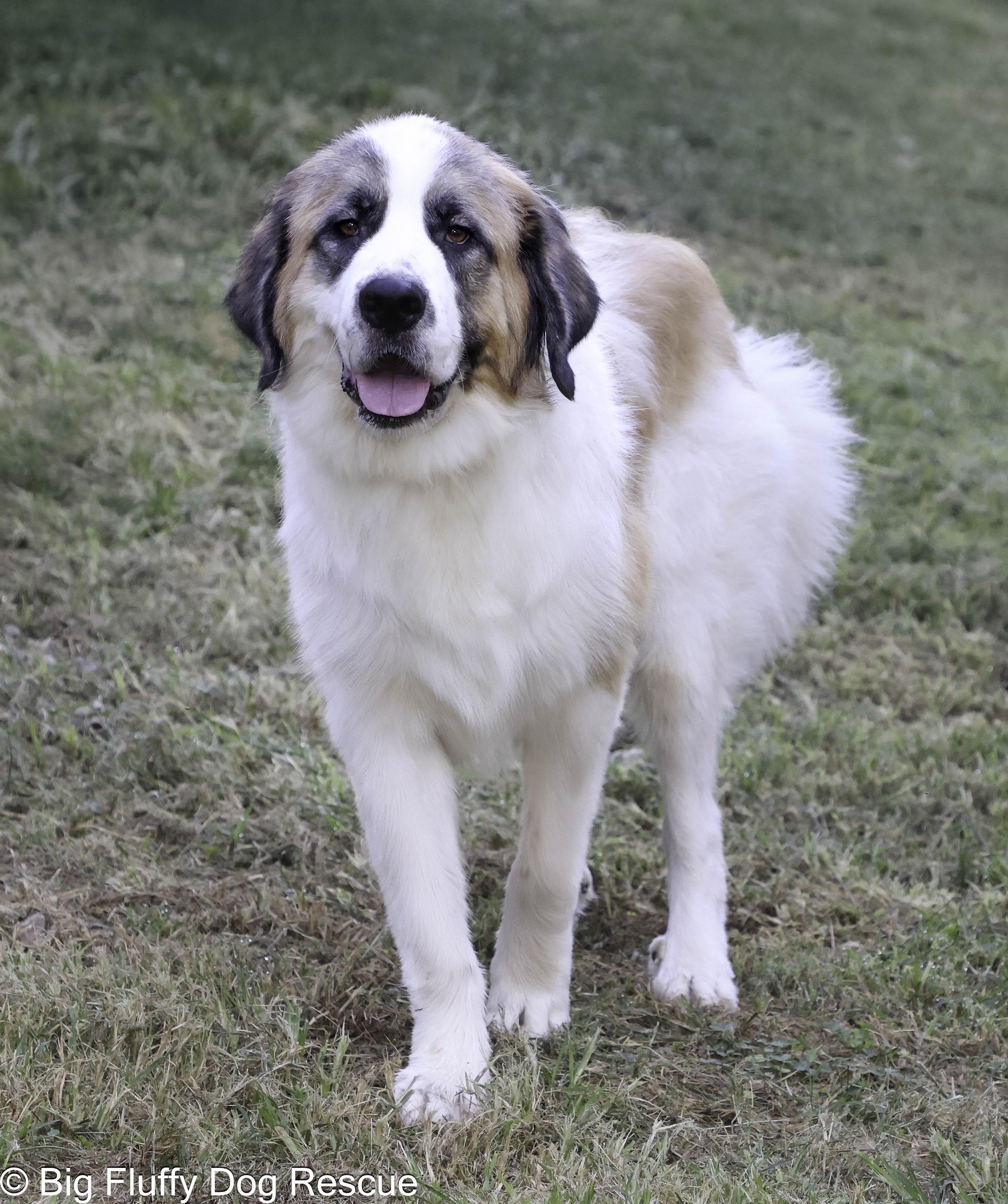 Elsie