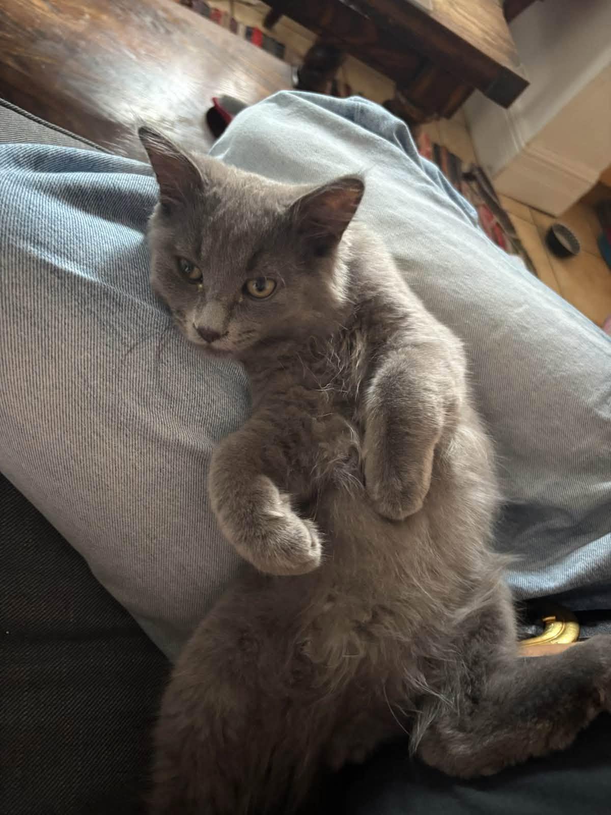 Ash, a ADOPTABLE Domestic Medium Hair in Montreal, QC image 4/6