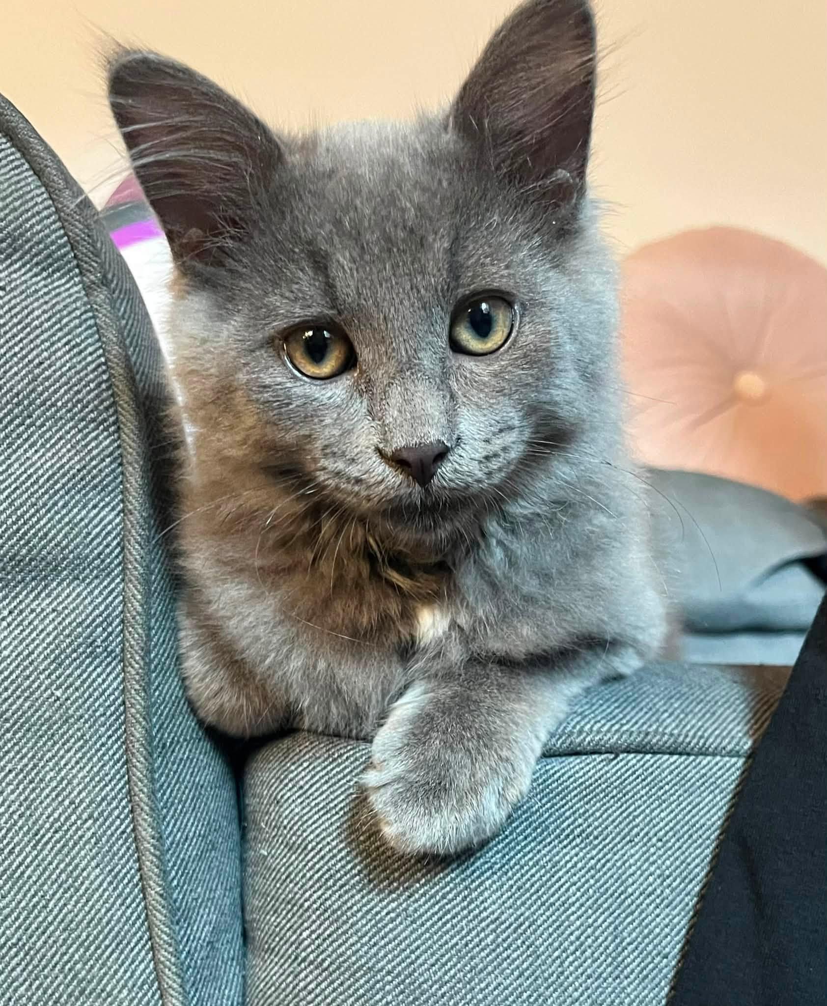 Ash, ADOPTABLE, Kitten Male Domestic Medium Hair.