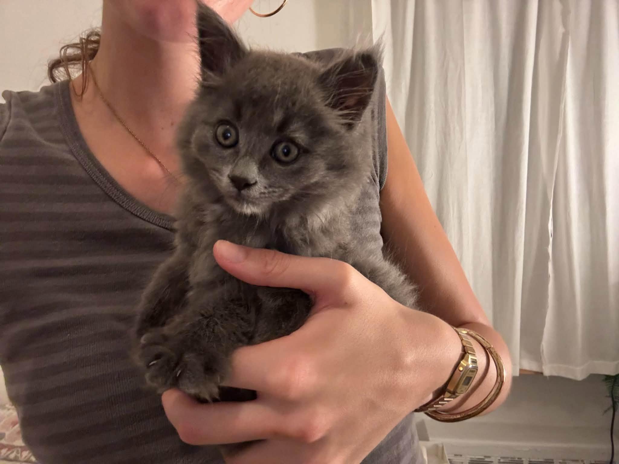 Ash, a ADOPTABLE Domestic Medium Hair in Montreal, QC image 3/6