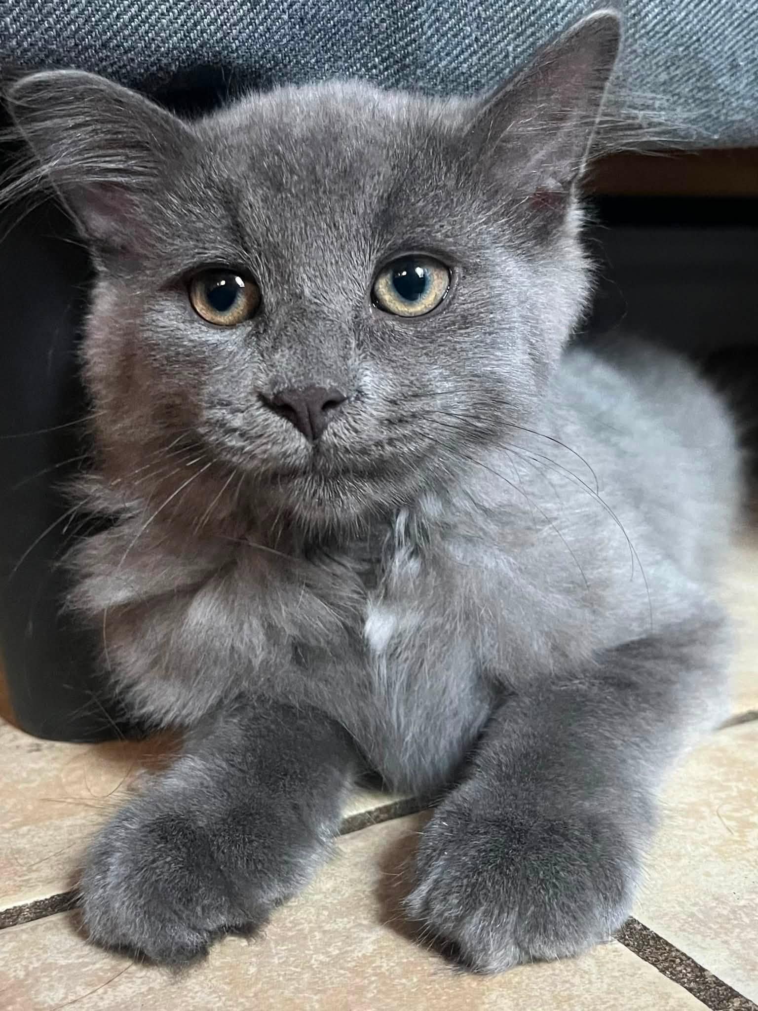 Ash, a ADOPTABLE Domestic Medium Hair in Montreal, QC image 2/6