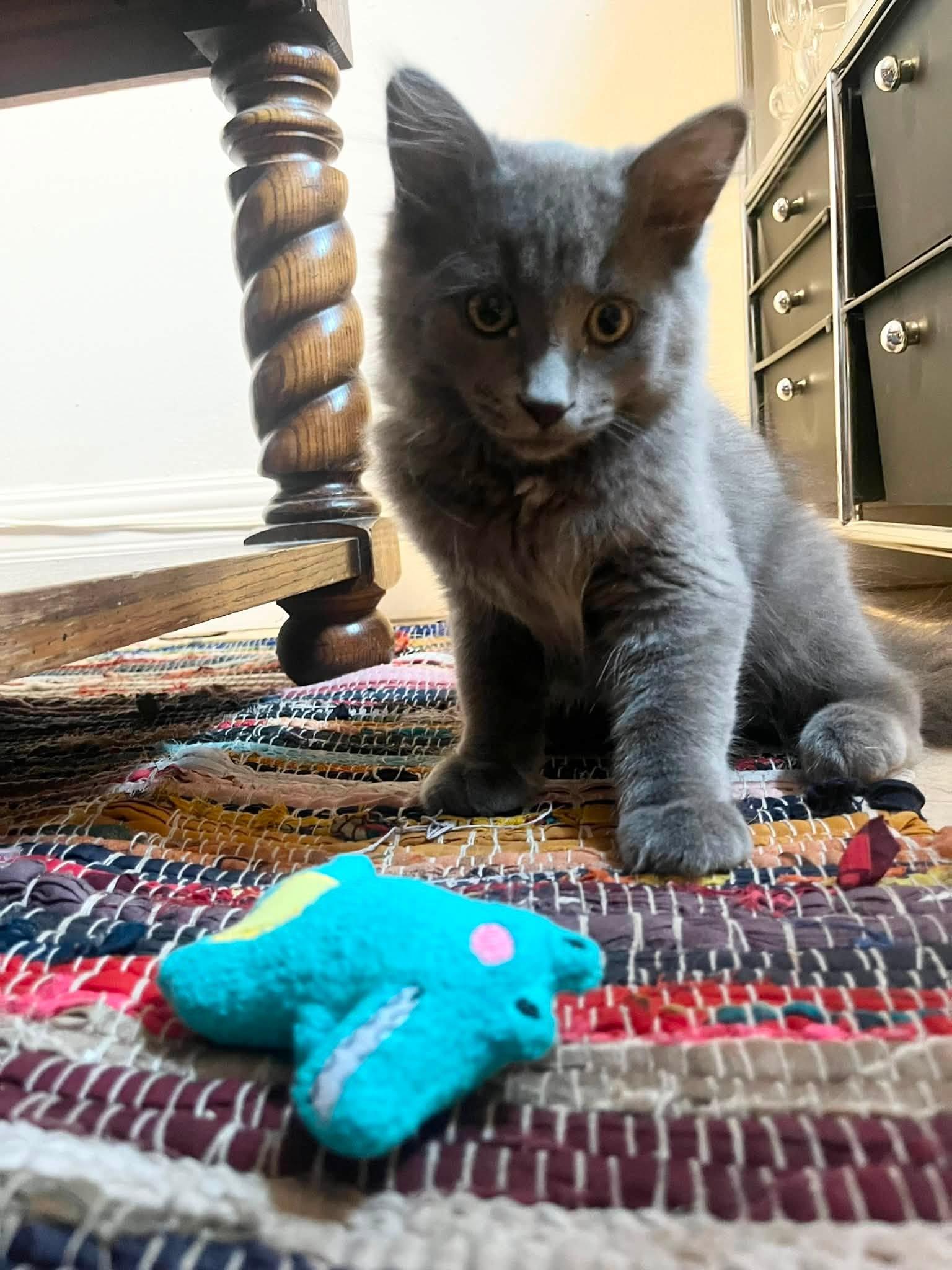 Ash, a ADOPTABLE Domestic Medium Hair in Montreal, QC image 5/6
