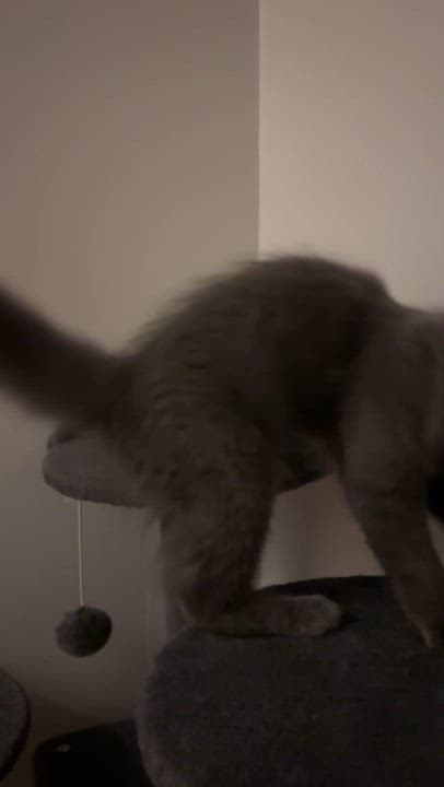 Enlarge Ash, a ADOPTABLE Domestic Medium Hair in Montreal, QC video 6/6
