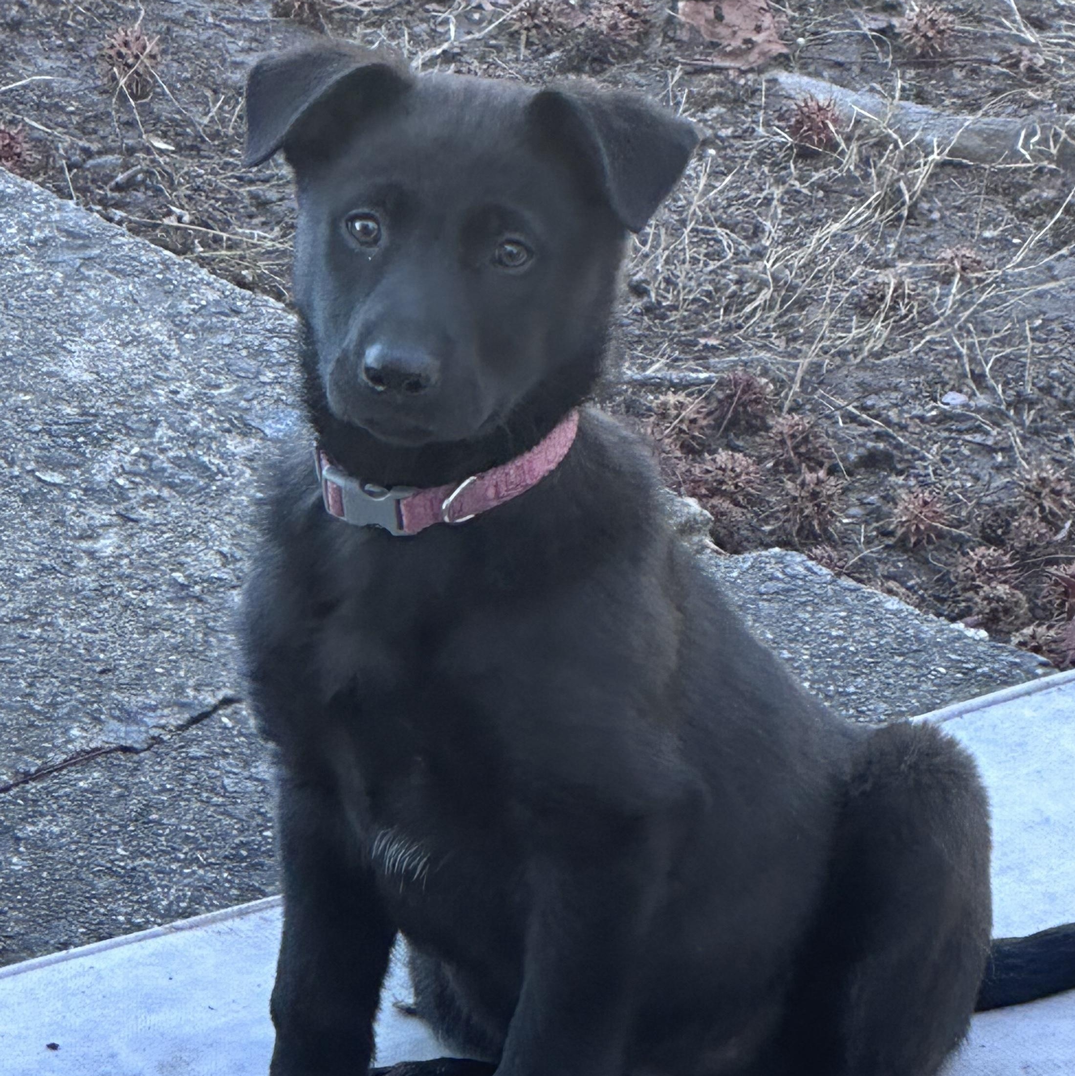 Enlarge Rinna, an adopted mixed breed in Richmond, VA image 5/6