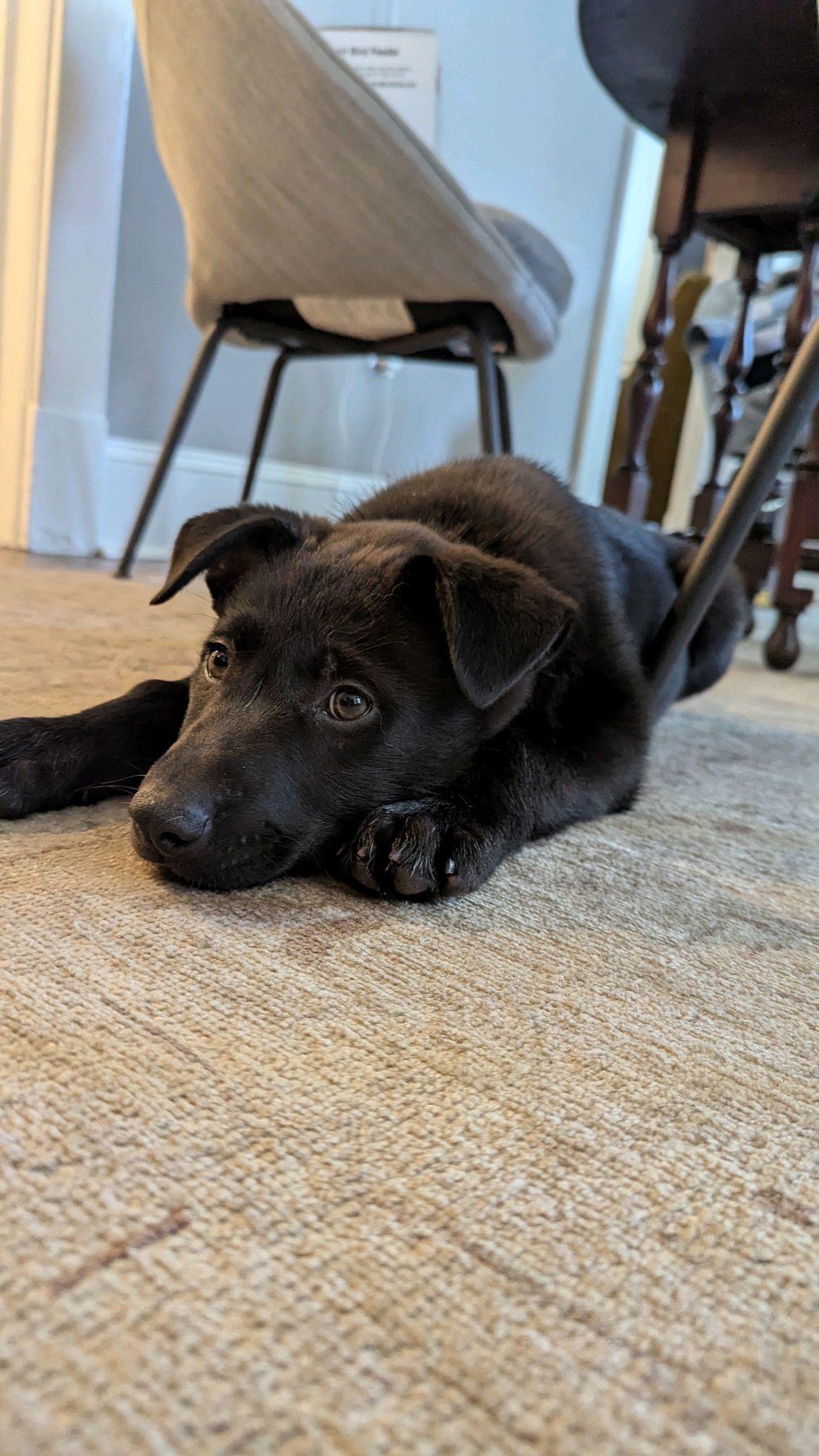 Enlarge Rinna, an adopted mixed breed in Richmond, VA image 3/6