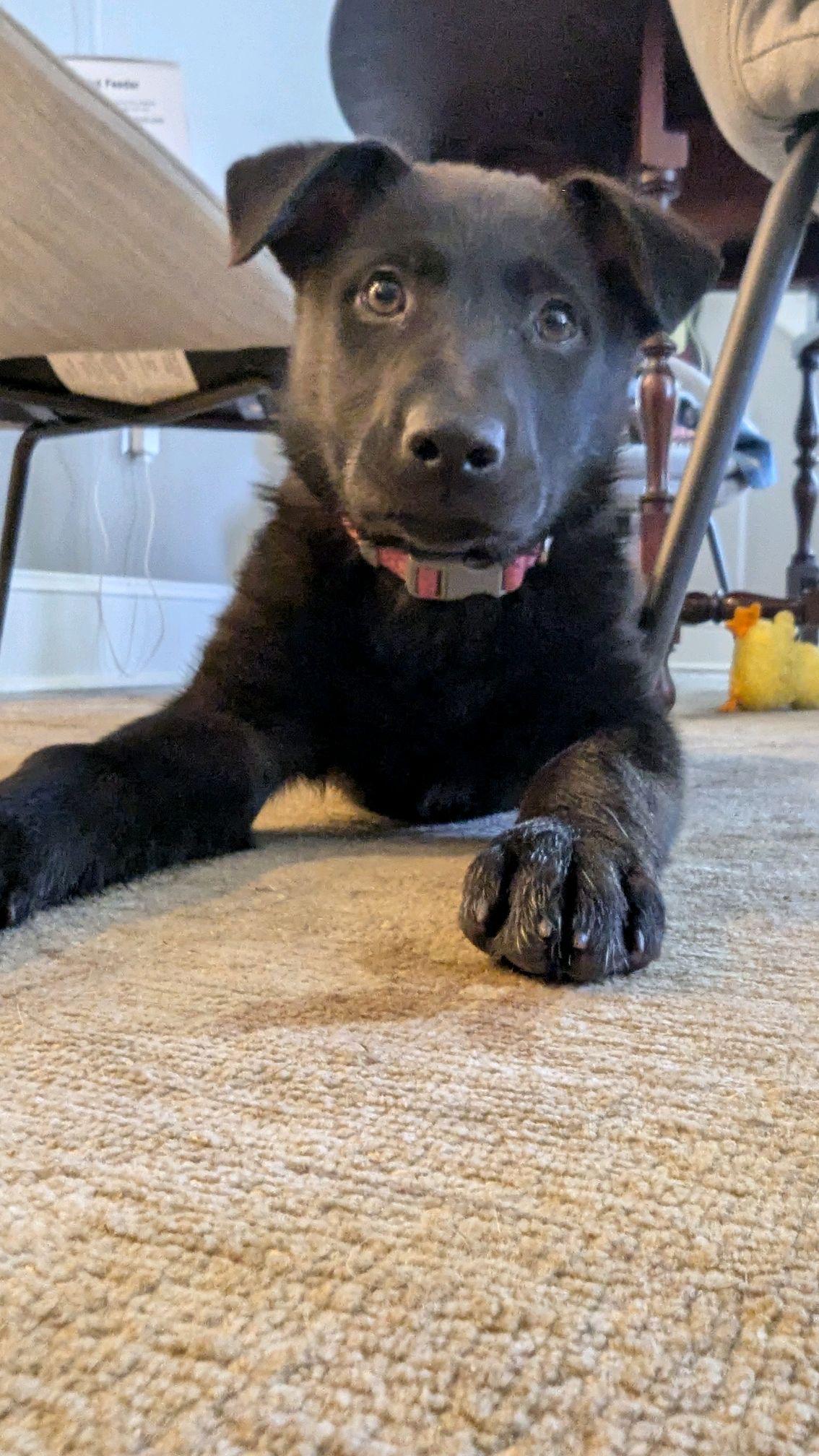 Enlarge Rinna, an adopted mixed breed in Richmond, VA image 4/6