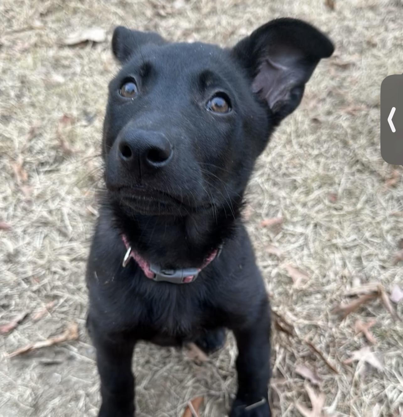 Enlarge Rinna, an adopted mixed breed in Richmond, VA image 6/6