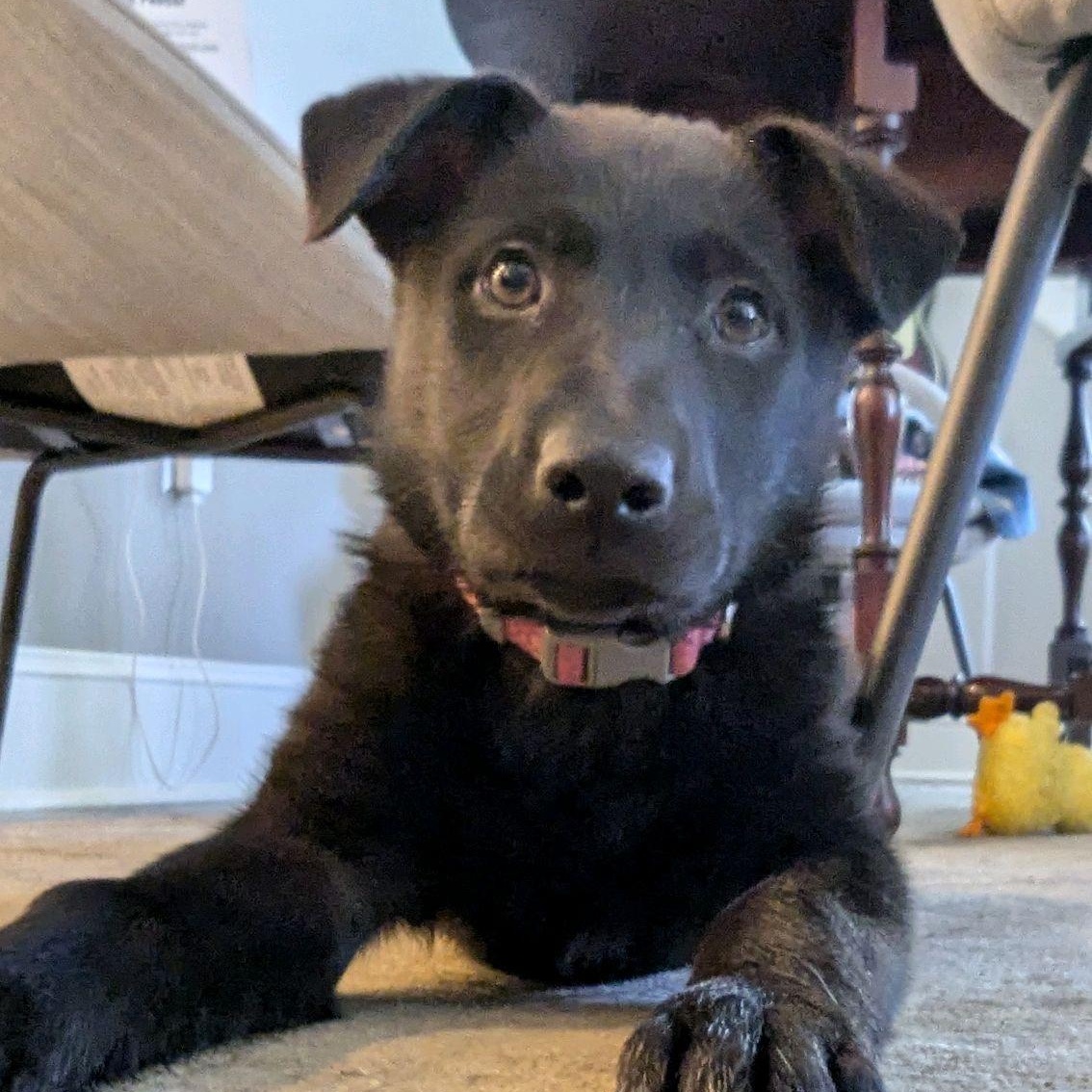 Enlarge Rinna, an adopted mixed breed in Richmond, VA image 2/6