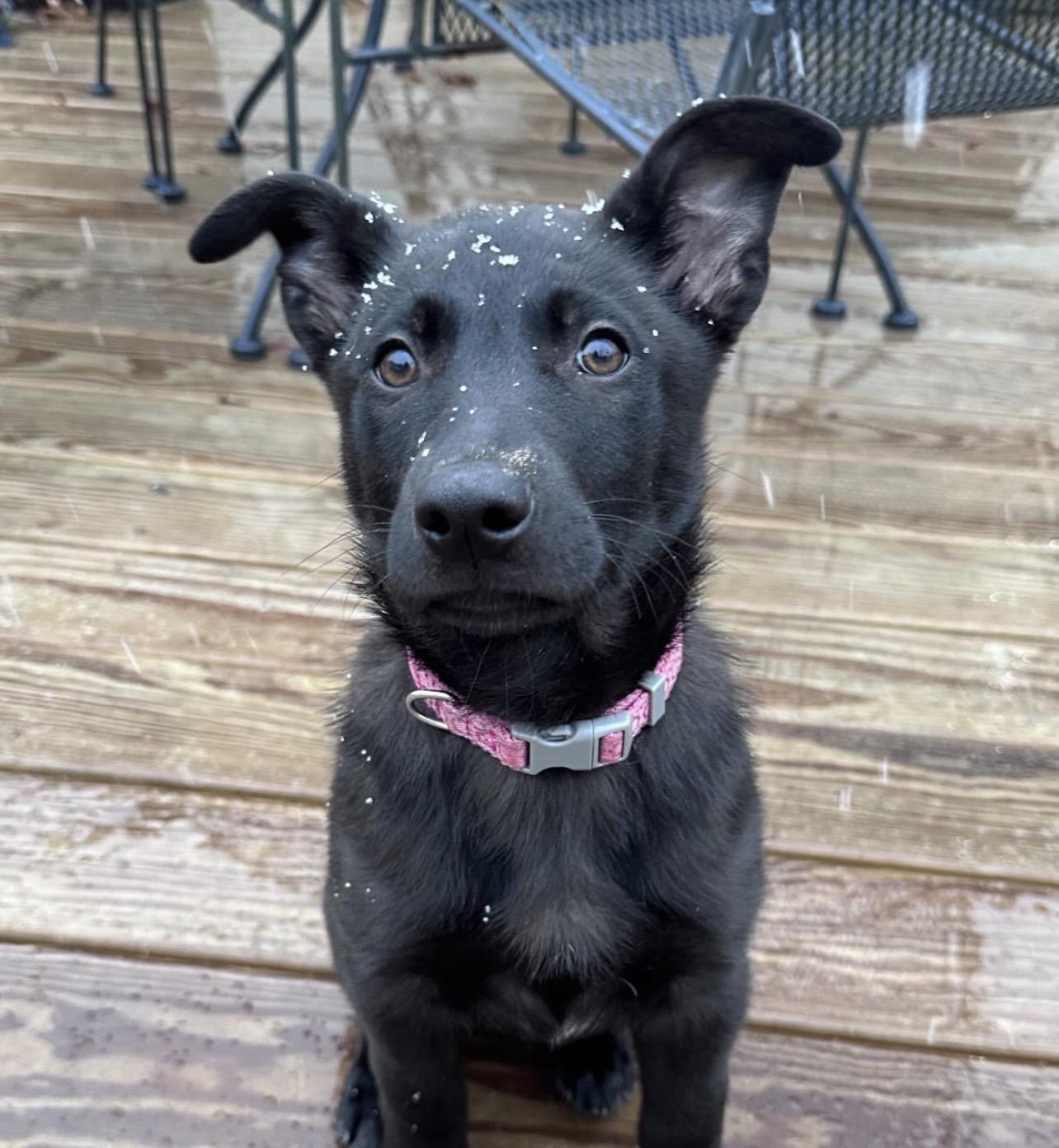 Enlarge Rinna, an adopted mixed breed in Richmond, VA image 1/6