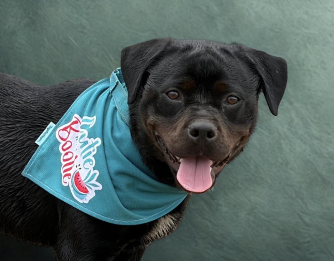 Enlarge Maple , a ADOPTABLE Rottweiler in Warrenton, VA image 5/6