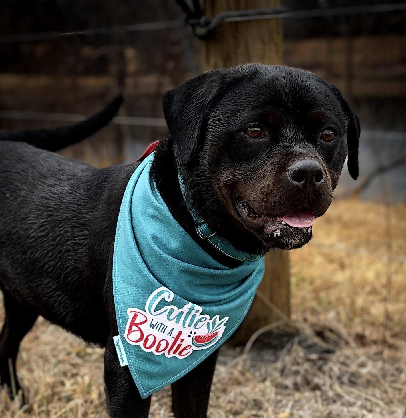 Enlarge Maple , a ADOPTABLE Rottweiler in Warrenton, VA image 3/6